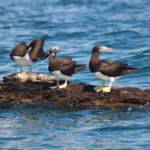 Brown-booby-floding-near-to-three-sisters-rocks-9