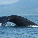 Whale tail slapping the water surface