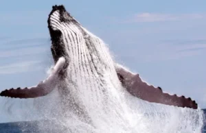 Whale jumping out of the water