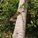 green-iguanasan-pedrillo-9