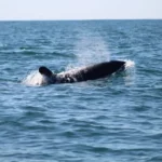 lse-killer-whale-near-to-cano-island