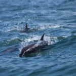 spared-dolphin-near-to-Ballena-Island-5