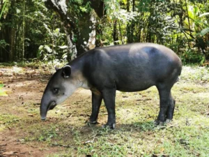 Tapir walking through jungle in Corcovado National Park