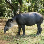 tapir-san-pedrillo-4
