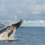 Whale blowing water from its blowhole