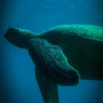 turtle swimming through the tranquil waters of the Caño Island Biological Reserve