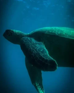 turtle swimming through the tranquil waters of the Caño Island Biological Reserve