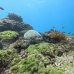 A large green sea turtle rests peacefully on the seafloor, surrounded by a school of small, colorful reef fish in the Caño Island waters