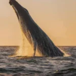 Majestic humpback whale showing its fluke during a whale watching tour in Uvita, Costa Rica