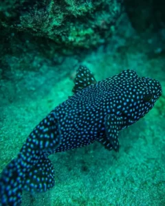 fish swimming among the coral reefs in the waters surrounding Caño Island