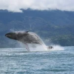 Impressive water spout from a humpback whale during a Ballena Tour Costa Rica excursion in Uvita