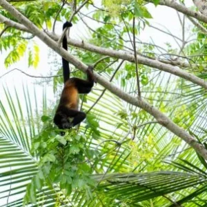 202005230646-HowlerMonkey-TERRABAMANGROVE-1-454x303