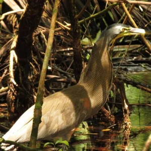 202005230654-Waterbird-1