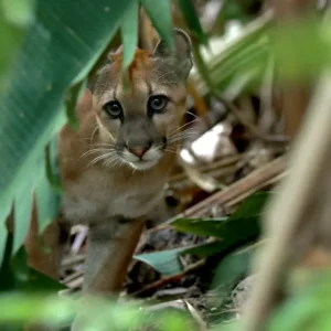 A majestic cougar prowls through the dense forest floor at San Pedrillo Station, showcasing its sleek and powerful physique.