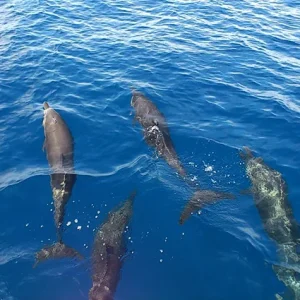 A playful group of dolphins leaps joyfully through the clear blue waters of their natural habitat near Caño Island, Costa Rica