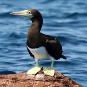 A booby seabird perch on the rocky coastline of the remote and protected Caño Island