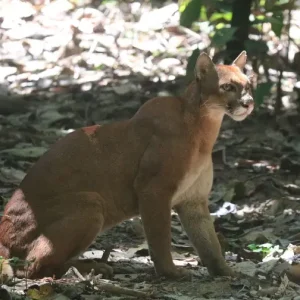 A close-up of a cougar at San Pedrillo Station, highlighting its intense gaze and sleek fur as it prowls through the forest.