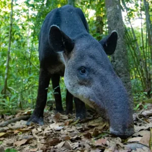 A cute tapir captured in a close-up shot at San Pedrillo Station, showcasing its gentle eyes and unique snout.