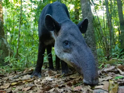 A cute tapir captured in a close-up shot at San Pedrillo Station, showcasing its gentle eyes and unique snout.