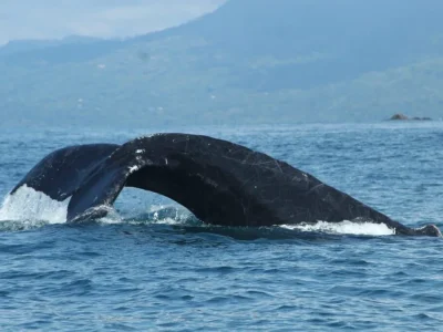 Whale tail slapping the water surface