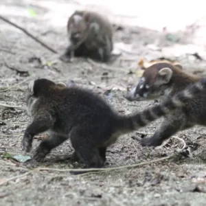 A lively group of coatis forages together in the forest at San Pedrillo Station, interacting and playing