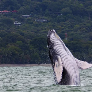 Majestic humpback whale breaching during whale watching tour in Uvita, Costa Rica