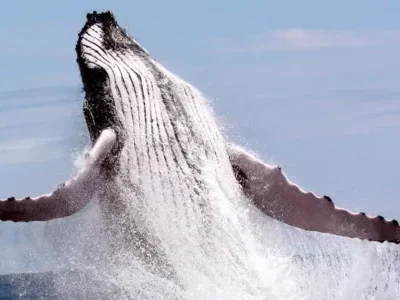 Whale jumping out of the water