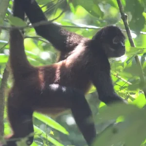 A spider monkey effortlessly swings through the treetops at San Pedrillo Station, demonstrating its agility and playfulness.