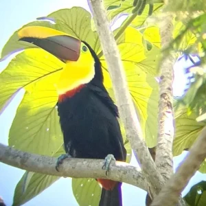 Tucan-Marino-Ballena