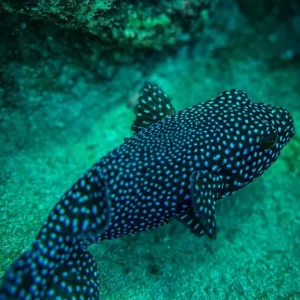 fish swimming among the coral reefs in the waters surrounding Caño Island