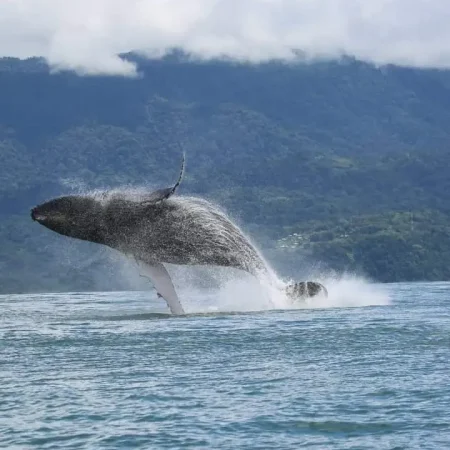 Impressive water spout from a humpback whale during a Ballena Tour Costa Rica excursion in Uvita