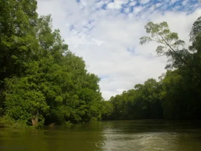 Boat tour through winding channels of Térraba mangrove forest