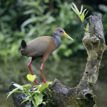 ave-acuatica-Costa-Rica-465x310-2.webp