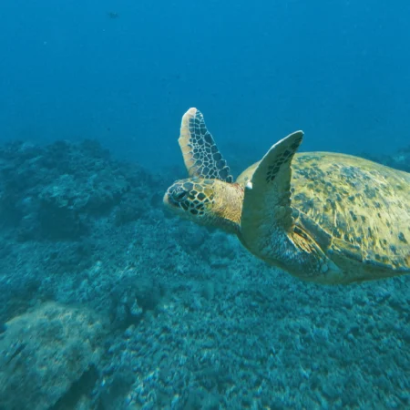 caño-island-snorkel-adventure