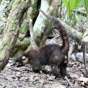 coatissan-pedrillo-station-5-454x606