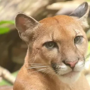 A wild cougar rests under the shade of a tree in the San Pedrillo area, blending seamlessly with the surrounding environment.