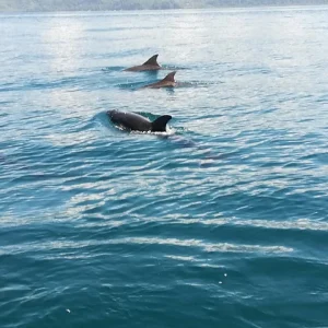 Adult dolphins swimming with calves