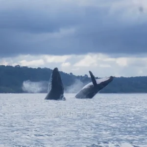 Group of whales swimming together