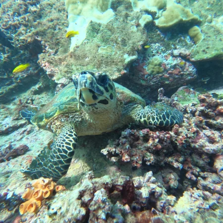 experiencia-snorkel-caño-uvita