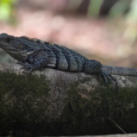 foto de iguana - la caminata del perezoso