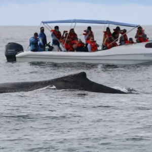 Boat near a surfacing whale