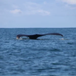 Whale lifting its tail out of water