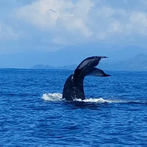 Whale's tail sticking out of the water