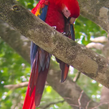 la caminata del perezoso - lapa roja costa rica ballena tour