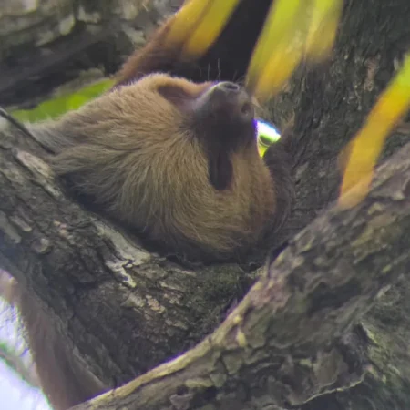 la caminata del perezoso - sloth wacthin - ballena tour