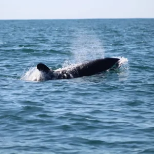 whale-near-to-cano-island