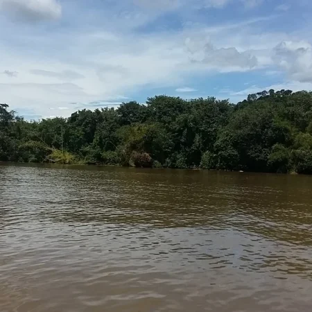 manglar10-1