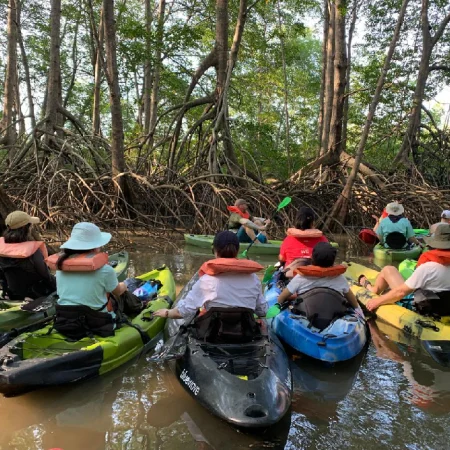 mangrove terraba sierpe from bahia ballena costa rica