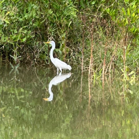 mangrove terraba sierpe from uvita costa rica 1