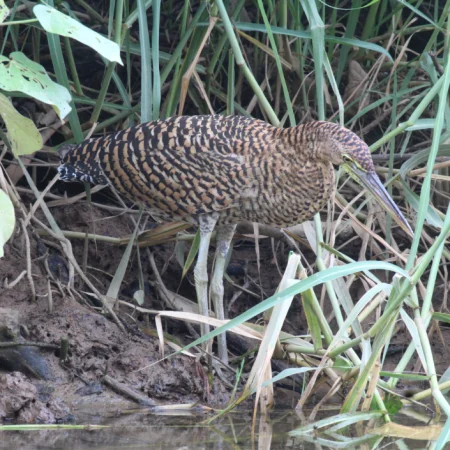 mangrove terraba sierpe from uvita costa rica